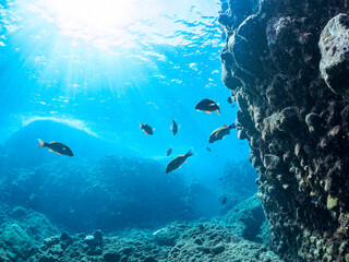 逆光の美しいホウライヒメジ（ヒメジ科）他の群れ。
英名学名：Whitesaddle goatfish (Parupeneus ciliatus)
静岡県伊豆半島賀茂郡南伊豆町中木ヒリゾ浜2024年
