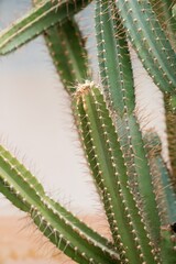 Close-Up of Cactus: Unique Desert Plant