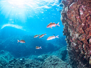 逆光の美しいホウライヒメジ（ヒメジ科）他の群れ。
英名学名：Whitesaddle goatfish (Parupeneus ciliatus)
静岡県伊豆半島賀茂郡南伊豆町中木ヒリゾ浜2024年
