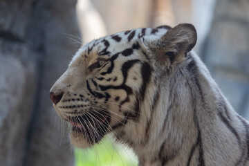 White Bengal Tiger held in captivity at Emirates Park Zoo, Abu Dhabi, UAE