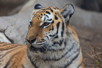 Tiger in captivity at Emirates Park Zoo, Abu Dhabi, United Arab Emirates