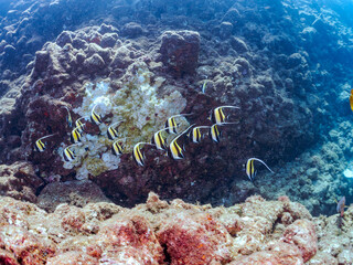 美しいツノダシ（ツノダシ科）の群れ。
英名、学名：Moorish Idol (Zanclus...