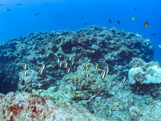 美しいツノダシ（ツノダシ科）の群れ。
英名、学名：Moorish Idol (Zanclus cornutus)
美しいチョウチョウウオ（チョウチョウウオ科）の群れ他。
英名、学名：Oriental ButterflyFish (Chaetodon aurites)
静岡県伊豆半島賀茂郡南伊豆町中木ヒリゾ浜2024年
