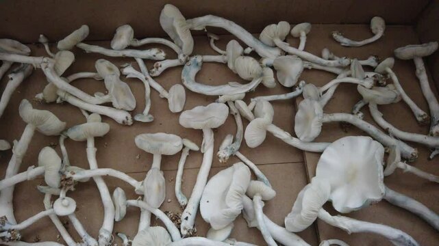 Psilocybe cubensis Magic Mushrooms Cultivation, Albino, closeup inside box dryer