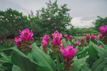 Pink Curcuma Flowers Blooming in a Green Field