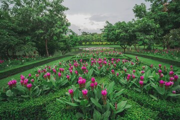 Curcuma Garden with Rows of Blooming Pink Flowers