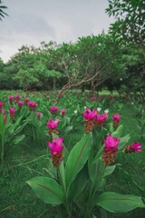 Blooming White Curcuma Flower in Green Field