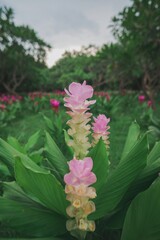 Single Pink Curcuma Flower Among Green Leaves
