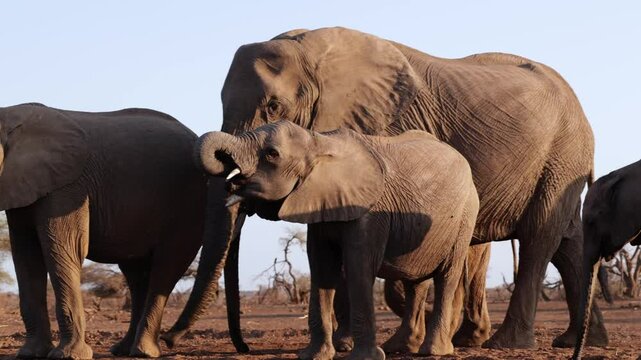  A thirsty herd of African elephants at the waterhole