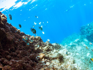 可愛いオヤビッチャ（スズメダイ科）他の群れ
英名学名：Sergeant Major (Abudefduf vaigiensis)
静岡県伊豆半島賀茂郡南伊豆町中木ヒリゾ浜2024年
