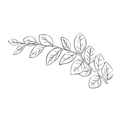 Leaves continuous line drawing. Abstract minimal botanical art. Vector illustration