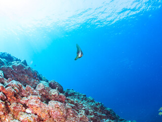 美しく不思議なツバメウオ（ツバメウオ属）のペア他。
英名学名：Longfin Batfish, Platax teira
静岡県伊豆半島賀茂郡南伊豆町中木ヒリゾ浜2024年
