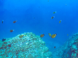 美しいニセカンランハギ、ニザダイ（ニザダイ科）他の群れ。
英名学名：Pencil surgeonfish (Acanthurus dussumieri)
Sawtail (Prionurus scalprum)
静岡県伊豆半島賀茂郡南伊豆町中木ヒリゾ浜2024年

