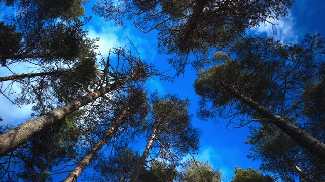 Static shot facing straight up in a forest, seeing the treetops and the blue sky. The sun comes in and out of the clouds shifting the trees from being hit with sunlight to being in shadow.