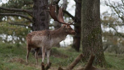 European fallow deer stag with antlers bellowing in forest during rutting season