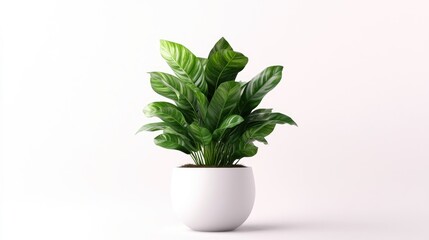 Obraz premium Potted Plant Featuring Lush Green Foliage in a White Container