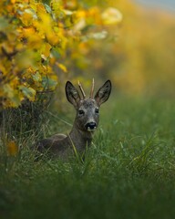 Young deer resting in lush green grass beside a vibrant autumn foliage, showcasing nature's beauty