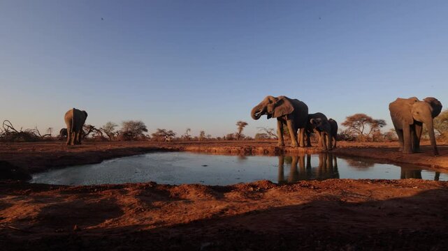 Wide-angle herd of African elephants at the waterhole