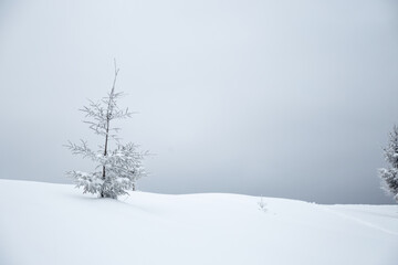 Snow-covered landscape with a solitary tree under a gray sky in winter scenery. Carpathian Mountains, Ukraine