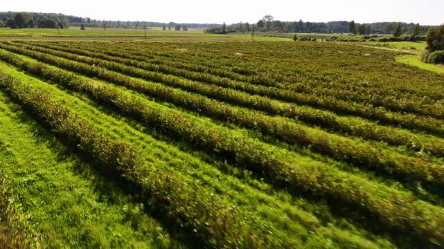 Aronia Bushes Lined Up In Rows; Aerial Reverse Shot Over A Latvian Berry Farm In Europe.
