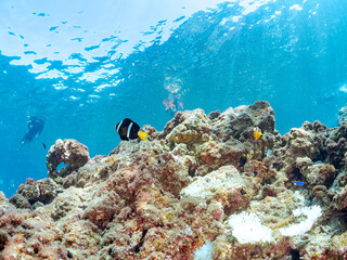 高海水温が続いているのでサンゴの白化現象が起きている。
美しいイソギンチャク畑の可愛いクマノミ（クマノミ亜科）ペア、ミツボシクロスズメダイ（スズメダイ科）他の群れ。
英名学名：
Yellowtail clownfish (Amphiprion clarkii)
Threespot dascyllus (Dascyllus trimaculatus) 
南伊豆町中木ヒリゾ浜2024年
