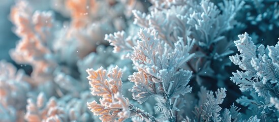 Tree Bush In Hoarfrost Snow Closeup Winter