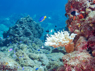 サンゴの白化現象
テーブルサンゴのフタスジリュウキュウスズメダイ、ミツボシクロスズメダイ幼魚、ソラスズメダイ他
英名学名：Chevron Butterflyfish,Chaetodon trifascialis
Threespot dascyllus,Dascyllus trimaculatus
Heavenly Damselfish, Pomacentrus coelestis
ヒリゾ浜2024