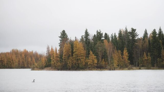 Beautiful autumn colors on trees on the shore of Chena Lake, Alaska. A goose swims in the lake foreground