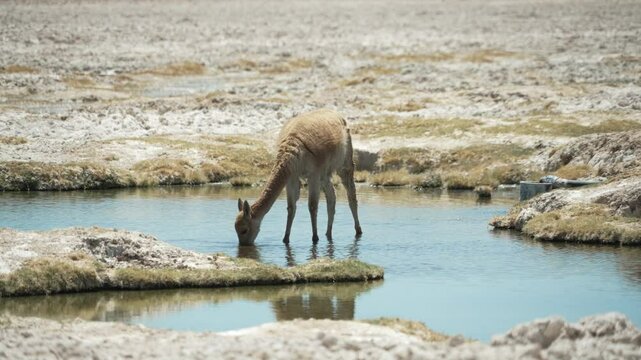 vicu&ntilde;a drinking water from the salt flat in northern chile