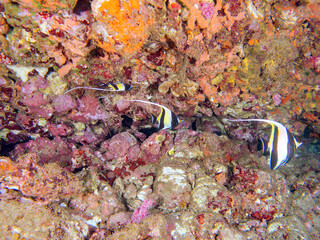 美しいツノダシ（ツノダシ科）の群れ。
英名、学名：Moorish Idol (Zanclus cornutus)
静岡県伊豆半島賀茂郡南伊豆町中木ヒリゾ浜2024年
