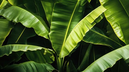 Close up of banana leaves showcasing a natural green backdrop typical of tropical forests