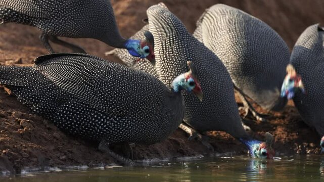  a guinea fowl drinking water