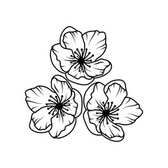 Sakura flowers isolated on white background. Vector illustration in line art style.