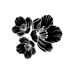 Sakura flowers isolated on white background. Vector illustration in line art style.