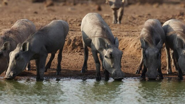  a warthog family drinking water at eyelevel