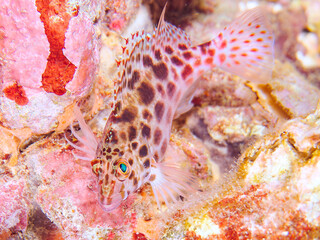 美しいハマサンゴと可愛いヒメゴンベ（ゴンベ科）の幼魚他。
英名、学名：Coral hawkfish (Cirrhitichthys oxycephalus) 
静岡県伊豆半島賀茂郡南伊豆町中木ヒリゾ浜2024年
