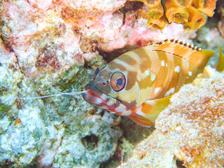 大きく美しいアカハタ（ハタ科）。
英名学名：Blacktip Grouper (Epinephelus fasciatus) 
口から捕食したオトヒメエビの触角が飛び出している。
静岡県伊豆半島賀茂郡南伊豆町中木ヒリゾ浜2024年
