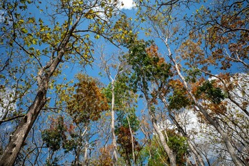 Colorful Mahogany leaves, Swietenia macrophylla forest in Gunung Kidul, Yogyakarta, Indonesia
