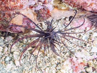 美しいハナミノカサゴ（ミノカサゴ亜科）の幼魚。
黒変種。
英名学名：Red Lionfish (Pterois volitans)

静岡県伊豆半島賀茂郡南伊豆町中木ヒリゾ浜2024年
