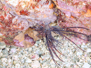 美しいハナミノカサゴ（ミノカサゴ亜科）の幼魚。
黒変種。
英名学名：Red Lionfish (Pterois volitans)

静岡県伊豆半島賀茂郡南伊豆町中木ヒリゾ浜2024年
