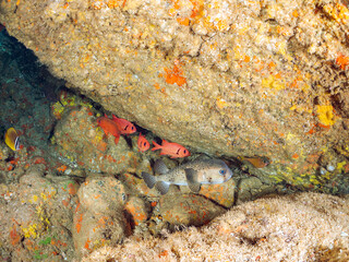 美しいイシガキフグ、ナミマツカサ、ミナミハタンポ、チョウチョウウオ他
英名学名：Pacific Burrfish,Chilomycterus reticulatus
Bigscale soldierfish,Myripristis kochiensis
Black-Stripe Sweeper,Pempheris schwenkii
Oriental ButterflyFish,Chaetodon