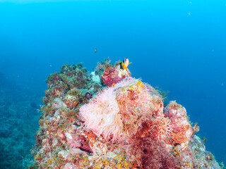 高海水温が続いているのでサンゴの白化現象が起きている。
美しいイソギンチャク畑の可愛いクマノミ（クマノミ亜科）ペア、ミツボシクロスズメダイ（スズメダイ科）他の群れ。
英名、学名：
Yellowtail clownfish (Amphiprion clarkii)
Threespot dascyllus (Dascyllus trimaculatus) 
南伊豆町中木ヒリゾ浜2024年
