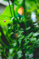Odonata have three ocelli and short antennae. The mouthparts Odonata are on the underside of the head and Odonata include simple chewing mandibles in the adult.