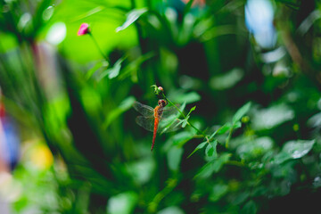 Odonata have three ocelli and short antennae. The mouthparts Odonata are on the underside of the head and Odonata include simple chewing mandibles in the adult.