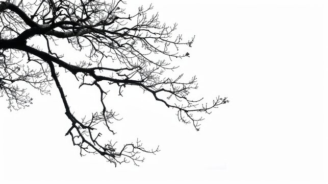 Silhouette of tree branch on white backdrop