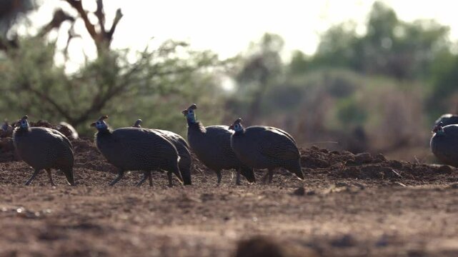 Early morning Guinea fowl on the move.