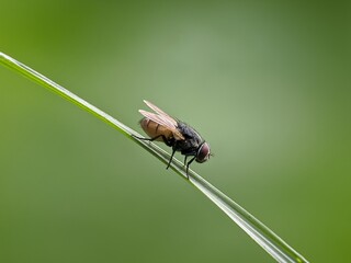 house fly on plant stem with blur background