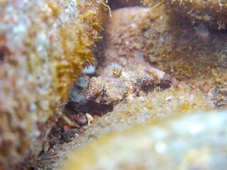 可愛いコウワンテグリ（ネズッポ科）の幼魚他。
英名、学名：Ocellated dragonet, Neosynchiropus ocellatus
静岡県伊豆半島賀茂郡南伊豆町中木ヒリゾ浜2024年

