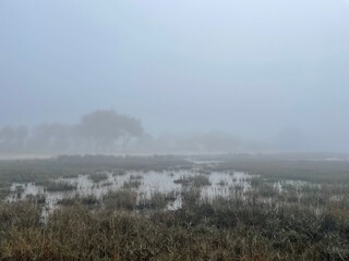 misty morning in the forest