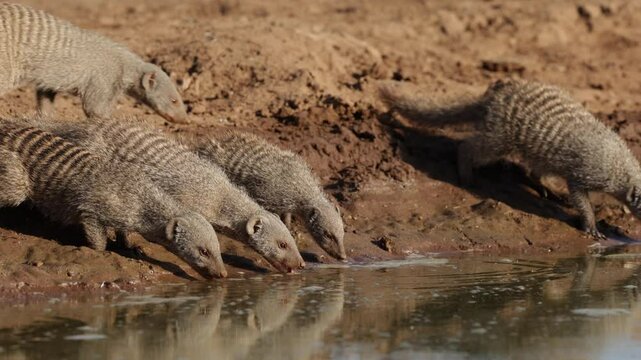 a troop of banded mongoose arriving at the waterhole